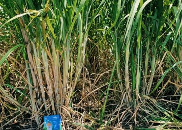 CAÑA DE AZUCAR: Aplicaciones de nuevas tecnologías para incrementar rendimientos en campo.