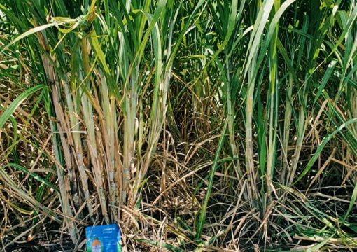 CAÑA DE AZUCAR: Aplicaciones de nuevas tecnologías para incrementar rendimientos en campo.